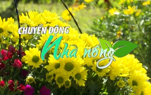 Chuyển động Nhà nông 21/11: Gần 200 triệu cành hoa Đà Lạt phục vụ thị trường Tết Nguyên đán