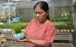 Một nông dân Lâm Đồng phát tài nhờ "biến" hạt thanh long thành cây cảnh mini hút hàng, bán sang cả Singapore