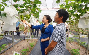 Trồng nho công nghệ Nhật Bản, trồng bưởi VietGAP, xã này của Hà Nam có nhiều tỷ phú, triệu phú nông dân
