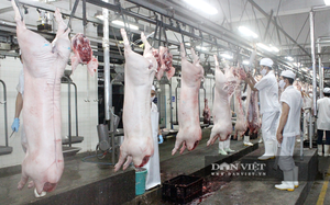 Nghiên cứu xuất khẩu thịt lợn: Mở cửa xuất khẩu được thì quá tốt, giá lợn hơi sẽ tăng lên