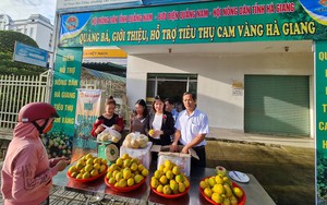 Hội Nông dân Quảng Nam hỗ trợ tiêu thụ hàng chục tấn cam cho nông dân Hà Giang