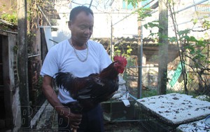 Gà Tò là gà gì, quý hiếm như thế nào mà ngành chức năng tỉnh Thái Bình đang nhân giống, bảo tồn?