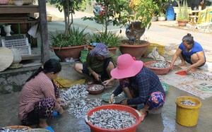 Mùa lũ ở vùng đất này của An Giang, ra ngõ là thấy cá linh, khắp làng thơm mùi nước mắm