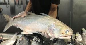 Nhụ bốn râu - loại cá là đặc sản của các tỉnh phía Bắc, giá bán 300 nghìn/kg vẫn được yêu thích