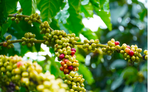 Lo ngại nguồn cung thiếu hụt cùng đồng USD suy yếu kéo giá cà phê tiếp tục tăng vọt
