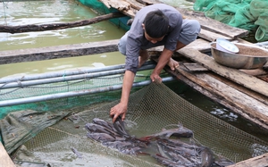 Nuôi thành công loài cá đặc sản có râu dài trên lòng hồ chứa nước ngọt ở Quảng Ngãi