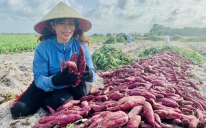 Trung Quốc, Nhật Bản mở cửa thị trường, khoai lang, chanh leo, sầu riêng, nhãn của Việt Nam rộng đường xuất khẩu 