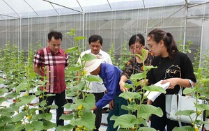 Quảng Ninh phát triển sản xuất nông nghiệp công nghệ cao từ những mô hình hay 