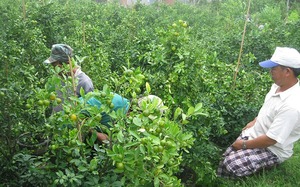 Còn lâu mới đến Tết, ấy nhưng thương lái đã dập dìu trong vườn trồng thứ cây cảnh này của nông dân Phú Yên