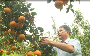 Nông thôn mới Hà Giang, số nông dân giỏi tăng, có tỷ phú trồng cam, nuôi lợn rừng thu 3 tỷ/năm