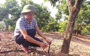 Xây dựng vùng nguyên liệu nông, lâm sản đạt chuẩn: Huy động vốn xã hội hóa hơn 2.467 tỷ đồng