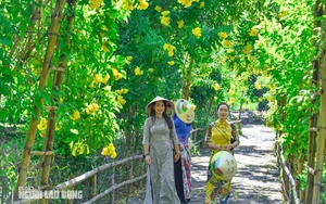 Đến vùng nông thôn cổ kính ở Thanh Hóa, nhiều người bất ngờ với con đường hoa vàng như nắng mùa thu