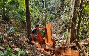 Một công ty lâm nghiệp ở Kon Tum để suy giảm hơn 4.000 ha rừng