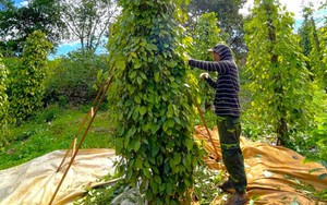 Trung Quốc ồ ạt mua, giá hạt tiêu nội triển vọng tươi sáng được bao lâu?