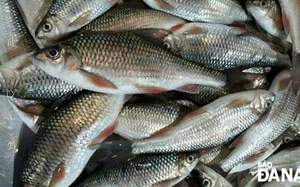 Hai loài cá sông quý hiếm ở Quảng Nam-Đà Nẵng xưa tiến vua, ruột cá lại là bộ phận quý nhất