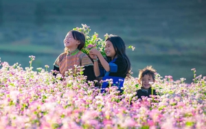 Hà Giang cảnh báo tình trạng lừa đảo bán phòng "ảo" dịp lễ hội hoa tam giác mạch