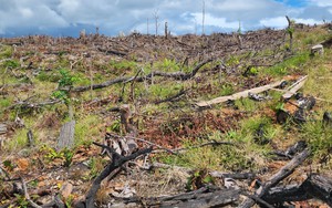 Gia Lai: Khởi tố vụ phá 6ha rừng tại Kông Chro