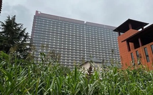 Trung Quốc: Xây chung cư cao 26 tầng cho lợn