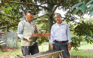 Trồng 4ha sầu riêng, một nông dân Bình Phước giàu lên, nhận Bằng khen của Thủ tướng Chính phủ