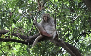 Cận cảnh khỉ hoang quậy phá ở Hà Nội: Thích trêu phái... đẹp