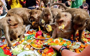 Thái Lan tổ chức đại tiệc cho gần 4.000 con khỉ để bày tỏ lòng biết ơn