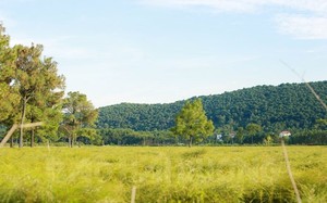 Nơi nông dân Hải Dương biến truyền thuyết “Ông trồng thông, bà cấy rễ”, thành khu du lịch đẹp mê hồn