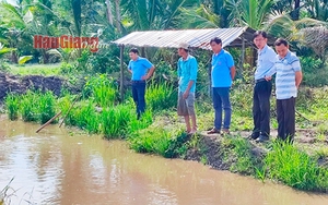 Nuôi cá trê vàng trên ruộng lúa ở Hậu Giang kéo lên bắt đạt năng suất 1,3 tấn/ha