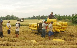 Gạo Việt chạm mức cao nhất của hơn 1 năm, liệu có "cơn sốt" giá mới?