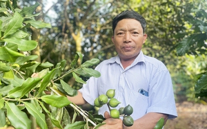 Cho loại cây này chung vườn cà phê, cao su, nông dân Gia Lai hái thứ hạt quý, có nhà thu tiền tỷ