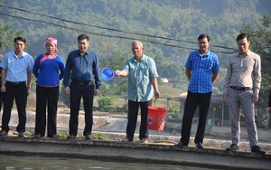 Lào Cai: Chăn nuôi gà, cá hiệu quả ở vùng bị ảnh hưởng thiên tai, xuất hiện nhiều triệu phú