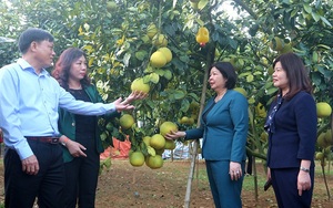Phó Chủ tịch Hội NDVN Cao Xuân Thu Vân làm việc với Hội ND tỉnh, thăm mô hình sản xuất của nông dân Phú Thọ