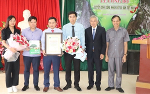6 cây chò xanh ở Pù Hu ở huyện Quan Hóa của tỉnh Thanh Hóa thành cây di sản Việt Nam
