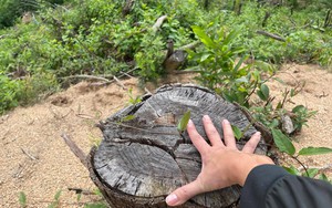 Hơn 2 ha rừng phòng hộ từ 15 đến 17 năm tuổi ở Bình Định "mất tích", nghi khai thác… "sai thiết kế"? 