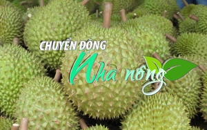 Chuyển động Nhà nông 30/11: Sầu riêng Tiền Giang nghịch vụ được mùa, trúng giá