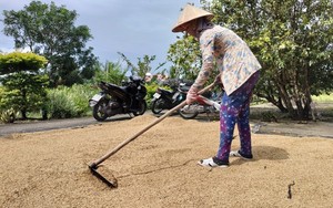 Phó Chủ tịch UBND tỉnh Cà Mau ký công văn hỏa tốc liên quan đến hàng nghìn tấn lúa ST24, ST25 tồn đọng