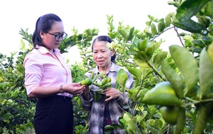 Nông thôn mới Kiên Giang: Mạnh dạn chuyển đổi cơ cấu nông nghiệp, quan tâm an sinh xã hội, cảnh quan môi trường