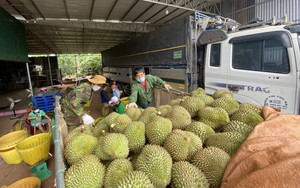 Diện tích sầu riêng tăng "nóng" sau Nghị định thư ký với Trung Quốc, Bộ trưởng Bộ NNPTNT chỉ thị khẩn