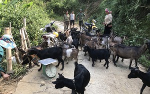 Lai Châu: Đàn dê sinh sản đến với hộ nghèo ở Khoen On 
