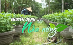 Chuyển động Nhà nông 4/11: Nông dân Quảng Ngãi kỳ vọng vụ hoa Tết Quý Mão 2023