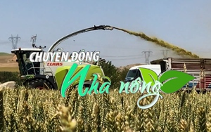 Chuyển động Nhà nông 5/11: Nga, Thổ Nhĩ Kỳ nhất trí cấp ngũ cốc miễn phí cho một số nước châu Phi