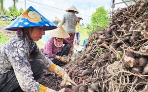 Huyện nông thôn mới trồng khoai lang sản lượng lớn nhất ĐBSCL, thu nhập bình quân đạt 51 triệu/người/năm