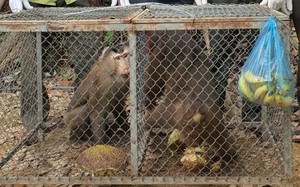 TT-Huế: Một người dân giao nộp 2 cá thể khỉ quý hiếm cho kiểm lâm 