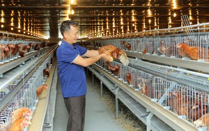 Một nông dân Bắc Ninh mạnh tay chi tiền tỷ xây chuồng lạnh nuôi gà
