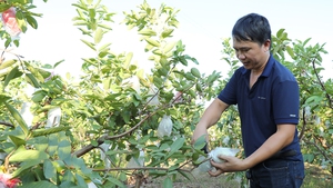 Hội Nông dân Bắc Giang tạo đà phát triển hợp tác xã từ các chi, tổ hội nông dân nghề nghiệp