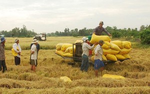 Giá gạo Ấn Độ giảm xuống mức thấp nhất 2 tháng, gạo Việt tiếp tục "lên đỉnh"