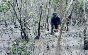 Sóc Trăng: Chuyện làm sinh kế bền vững dưới tán rừng ở Cù Lao Dung