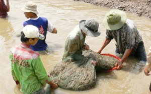 Chuyển đổi sinh kế ở Đồng bằng sông Cửu Long: Hiệu quả từ mô hình nuôi trồng thủy sản