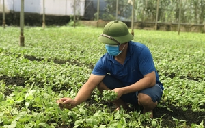 Chuỗi liên kết nông sản - “chìa khóa” thúc đẩy phát triển nông nghiệp Hà Nội