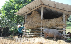 Phòng khi rét đậm, rét hại trâu, bò có cái mà ăn, nông dân Tuyên Quang đang làm cách gì?