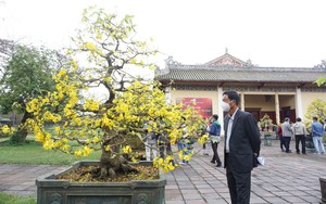 Thành lập Hội Hoàng mai Huế, đưa cố đô thành xứ mai vàng nổi tiếng như hoa anh đào Nhật Bản